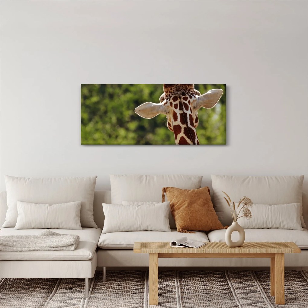Obraz žirafy zozadu (120x50 cm)