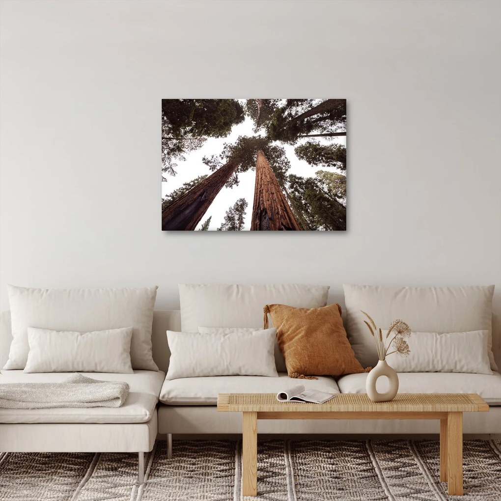 Obraz - Pohľad skrz koruny stromov (70x50 cm)