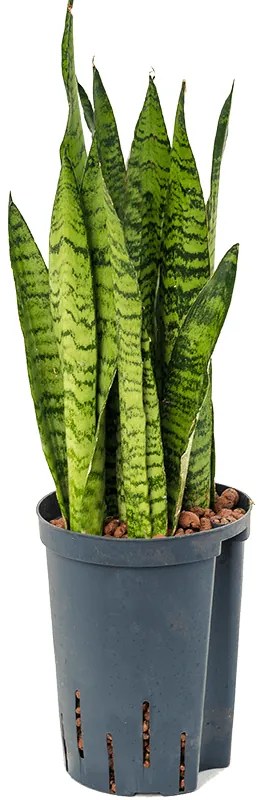 Sansevieria zeylanica Tuft 15/19 v50