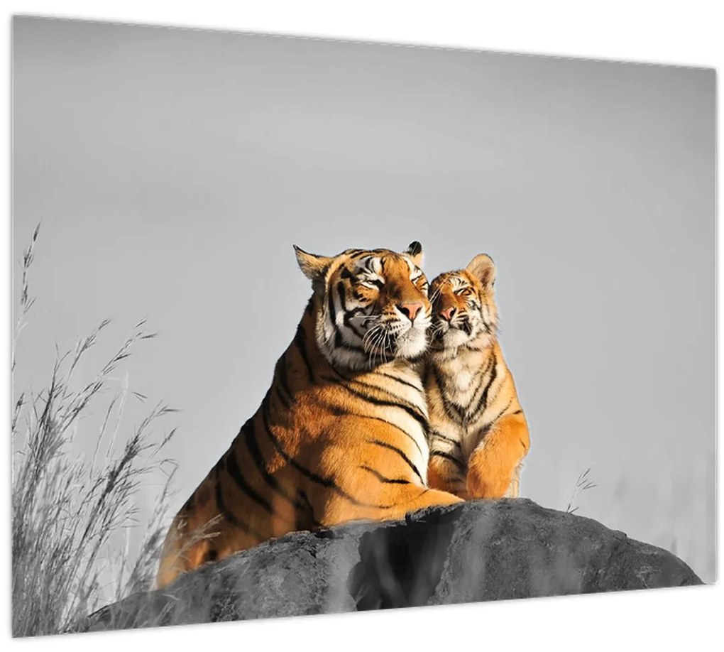 Obraz - Tigrice a jej mláďa, čiernobiely variant (70x50 cm)
