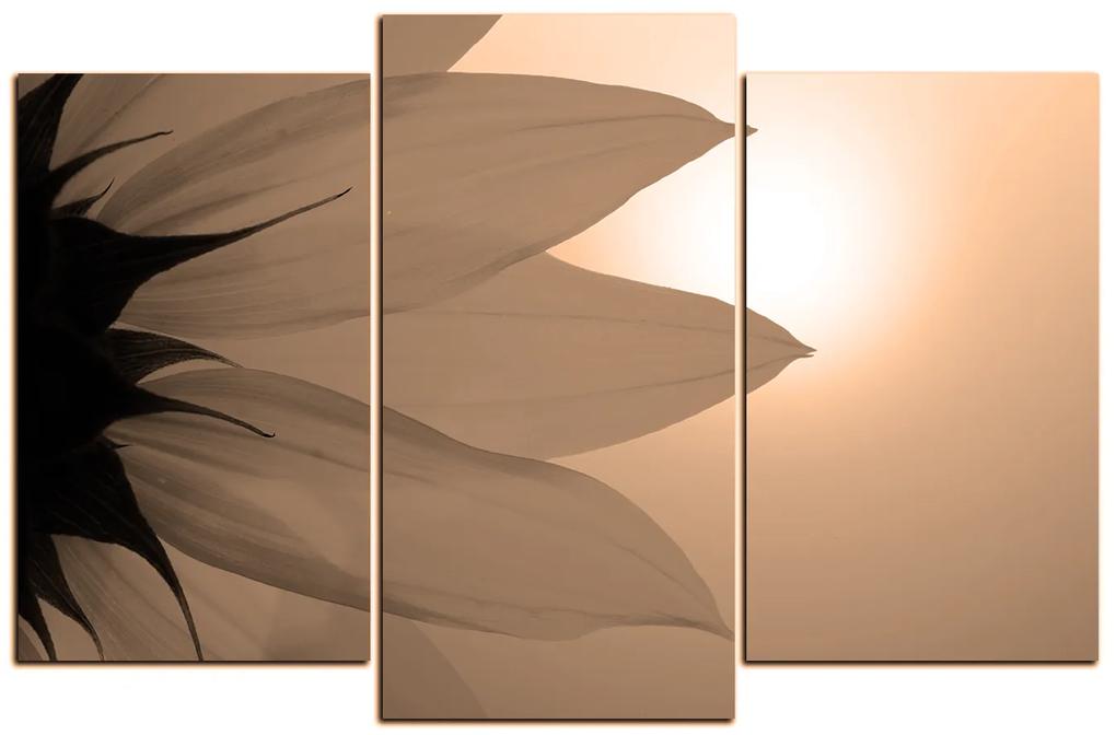 Obraz na plátne - Slnečnica kvet 1201FC (105x70 cm)