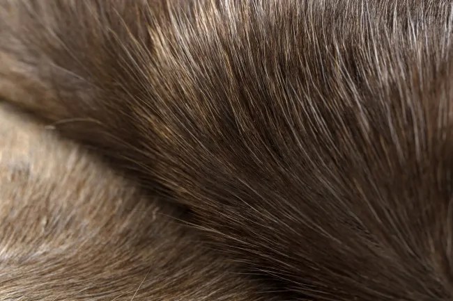 Koberec RENIFER POK008 hnedý / béžový