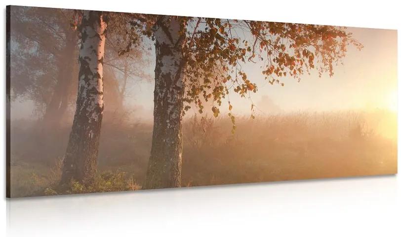 Obraz hmlistý jesenný les Varianta: 100x50