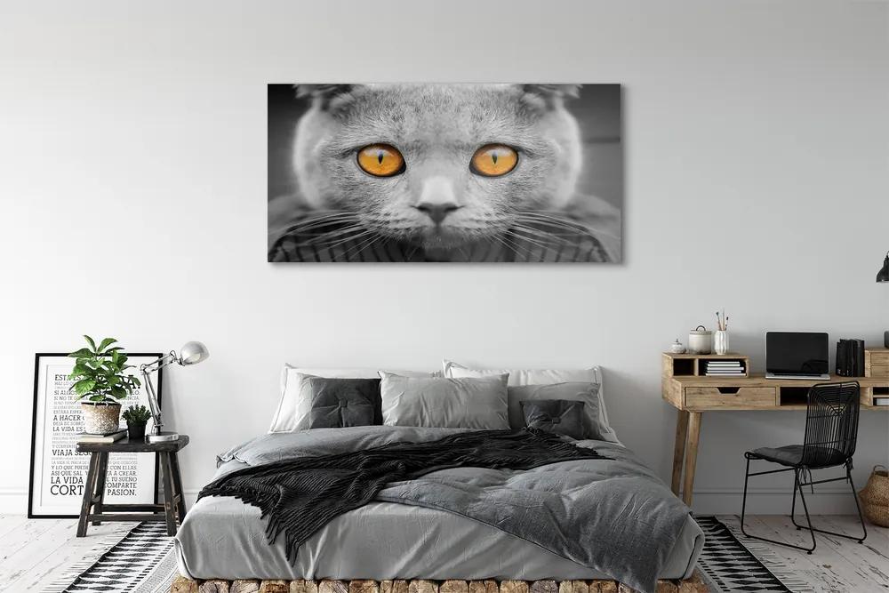 Obraz na akrylátovom skle Sivá britská mačka 140x70 cm
