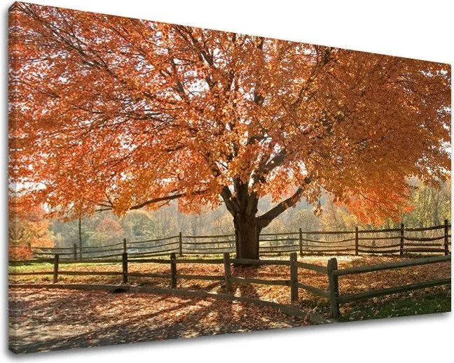 Obraz na stenu STROMY ST030E11