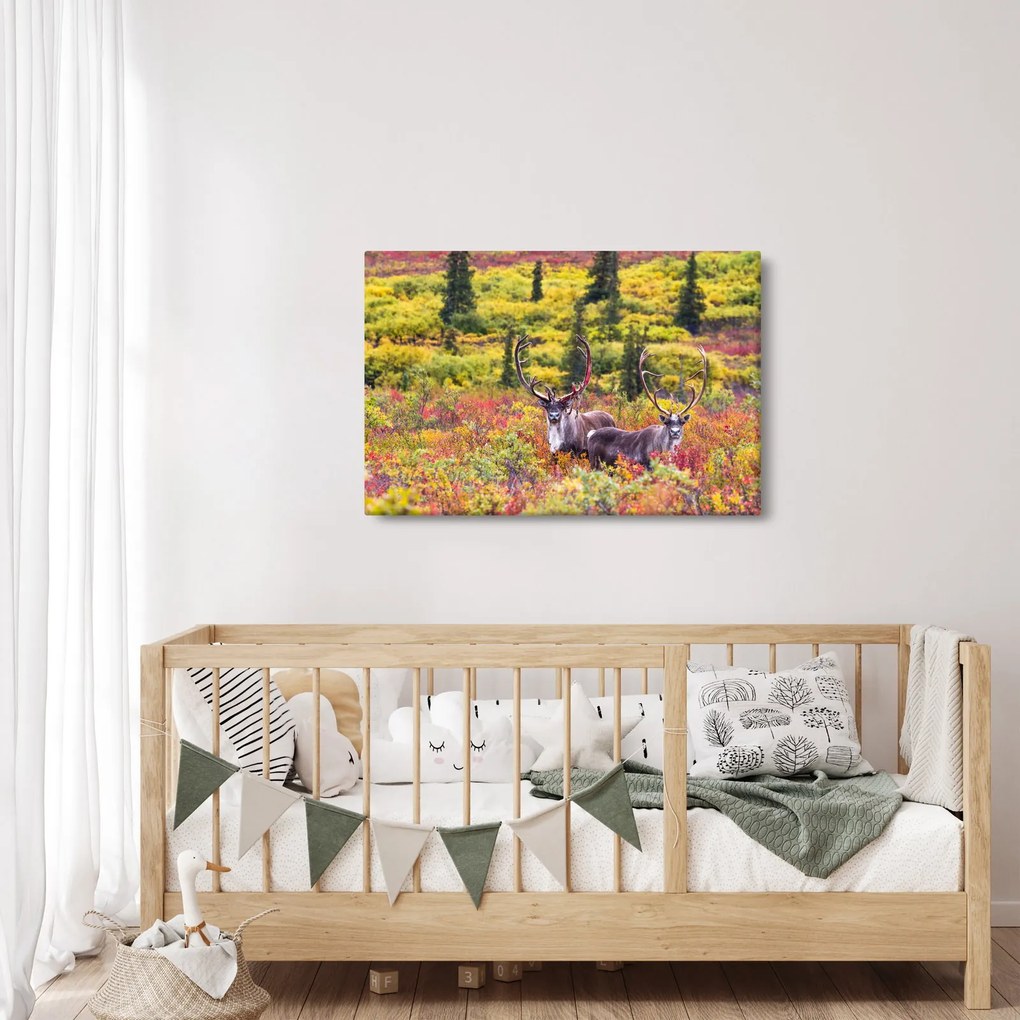 Obraz - Karibu na Aljaške (90x60 cm)