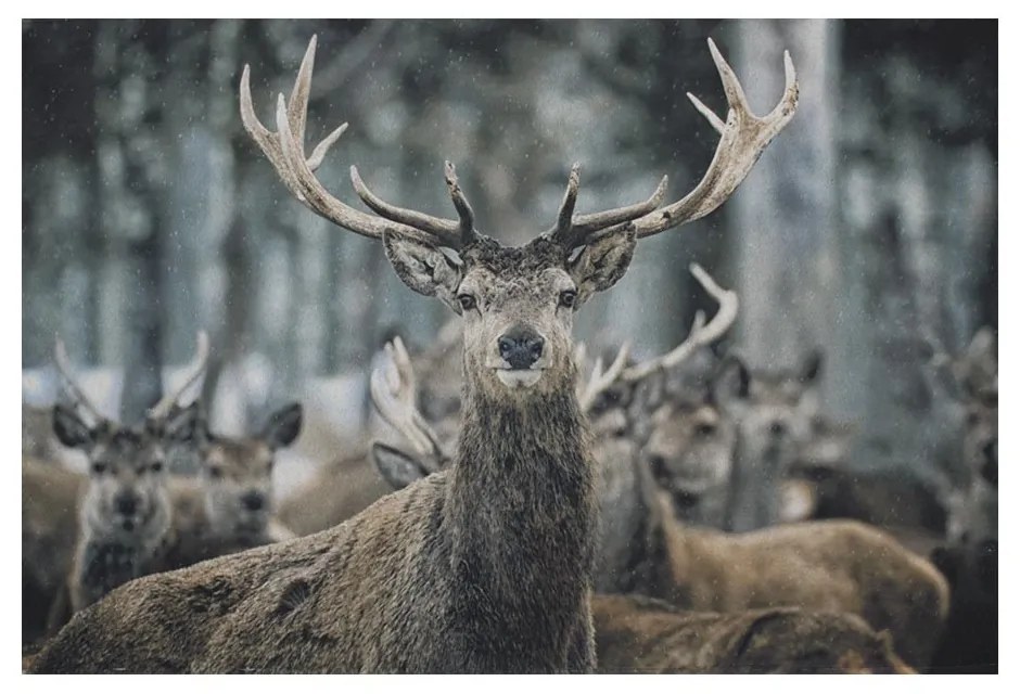 Šedá podlahová rohožka jeleň - 75 * 50 * 1cm