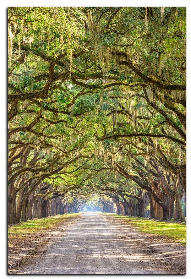 Obraz na plátne - Historické dubové stromy lemované poľnou cestou - obdĺžnik 7239A (120x80 cm)
