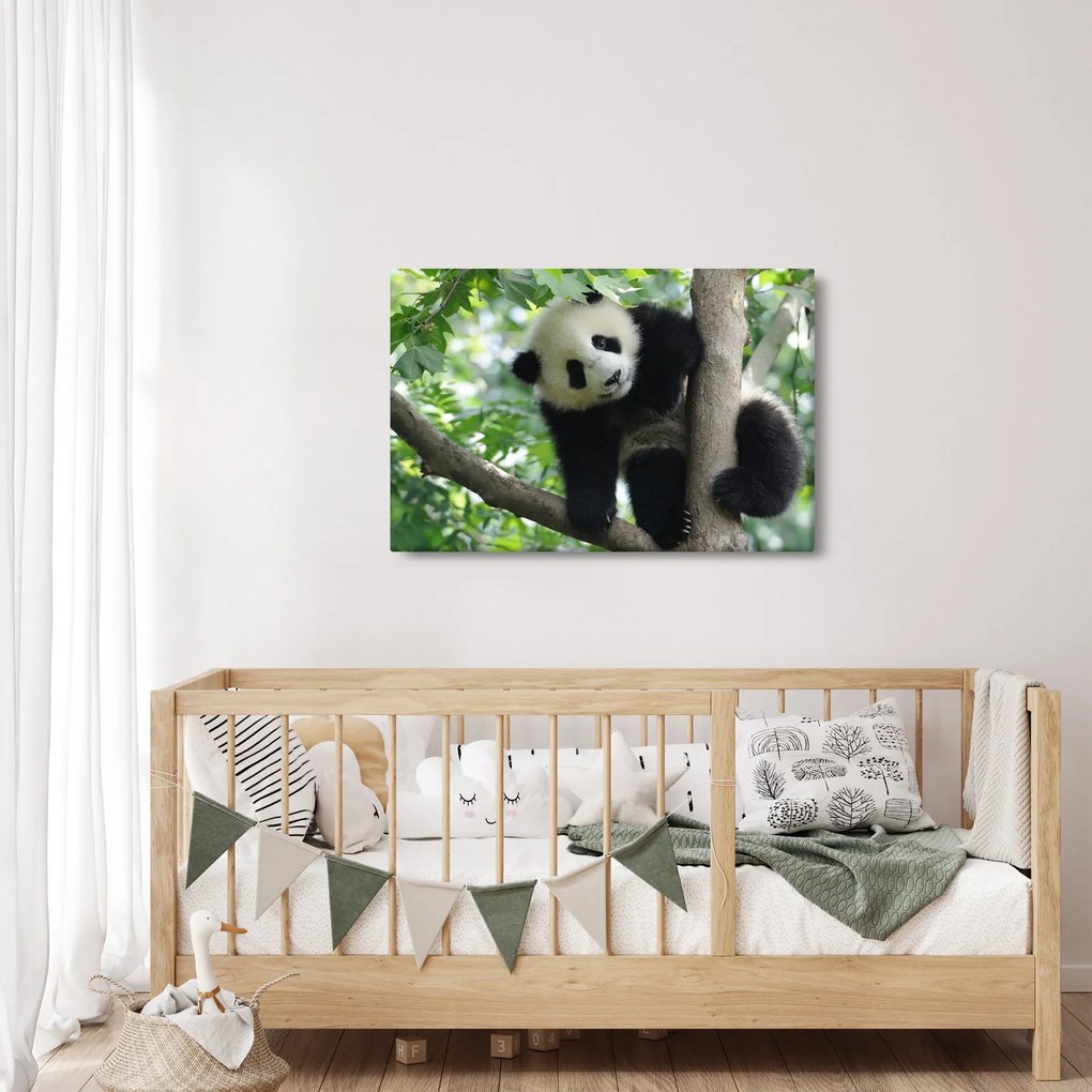 Obraz - Panda na strome (90x60 cm)