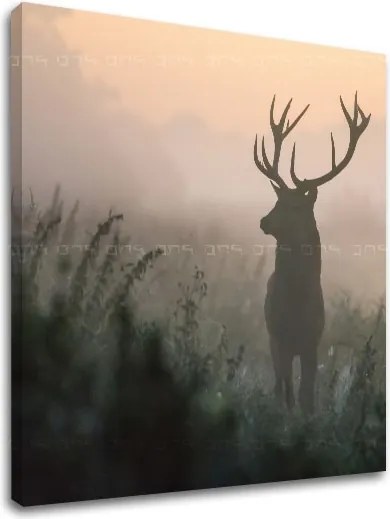 Obraz na stenu ZVIERATÁ_054-12