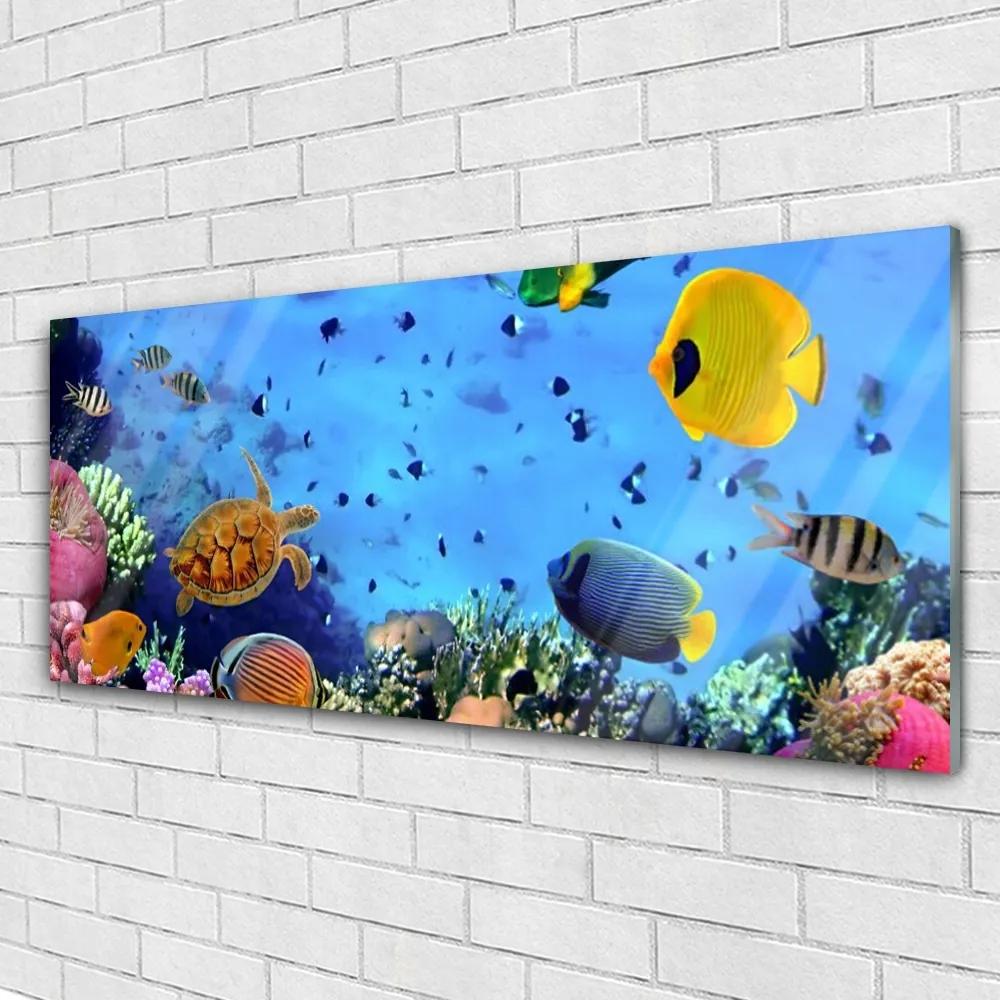 Obraz na akrylátovom skle Koralový útes ryba príroda 125x50 cm