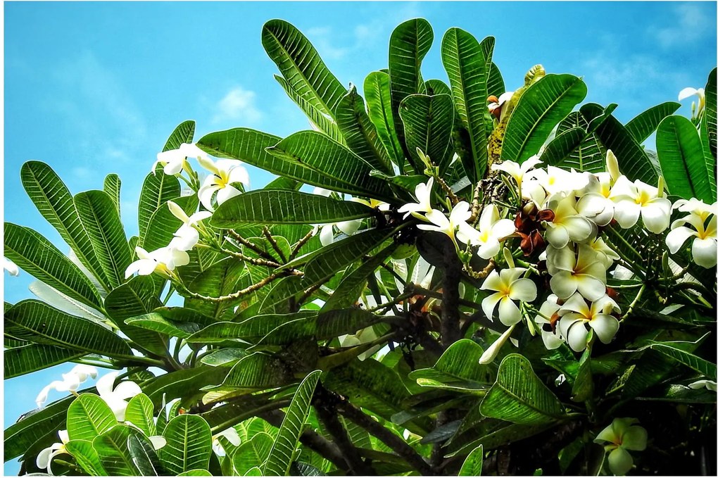Obraz - Plumeria (90x60 cm)