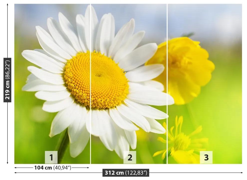 Fototapeta Vliesová Harmanček kvety 208x146 cm