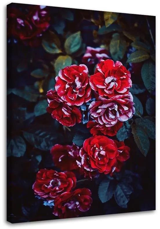 Gario Obraz na plátne Červené kvety na pozadí listov Rozmery: 40 x 60 cm