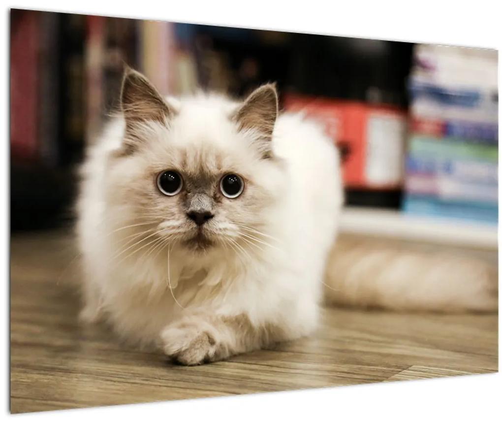 Obraz bielej mačky (90x60 cm)
