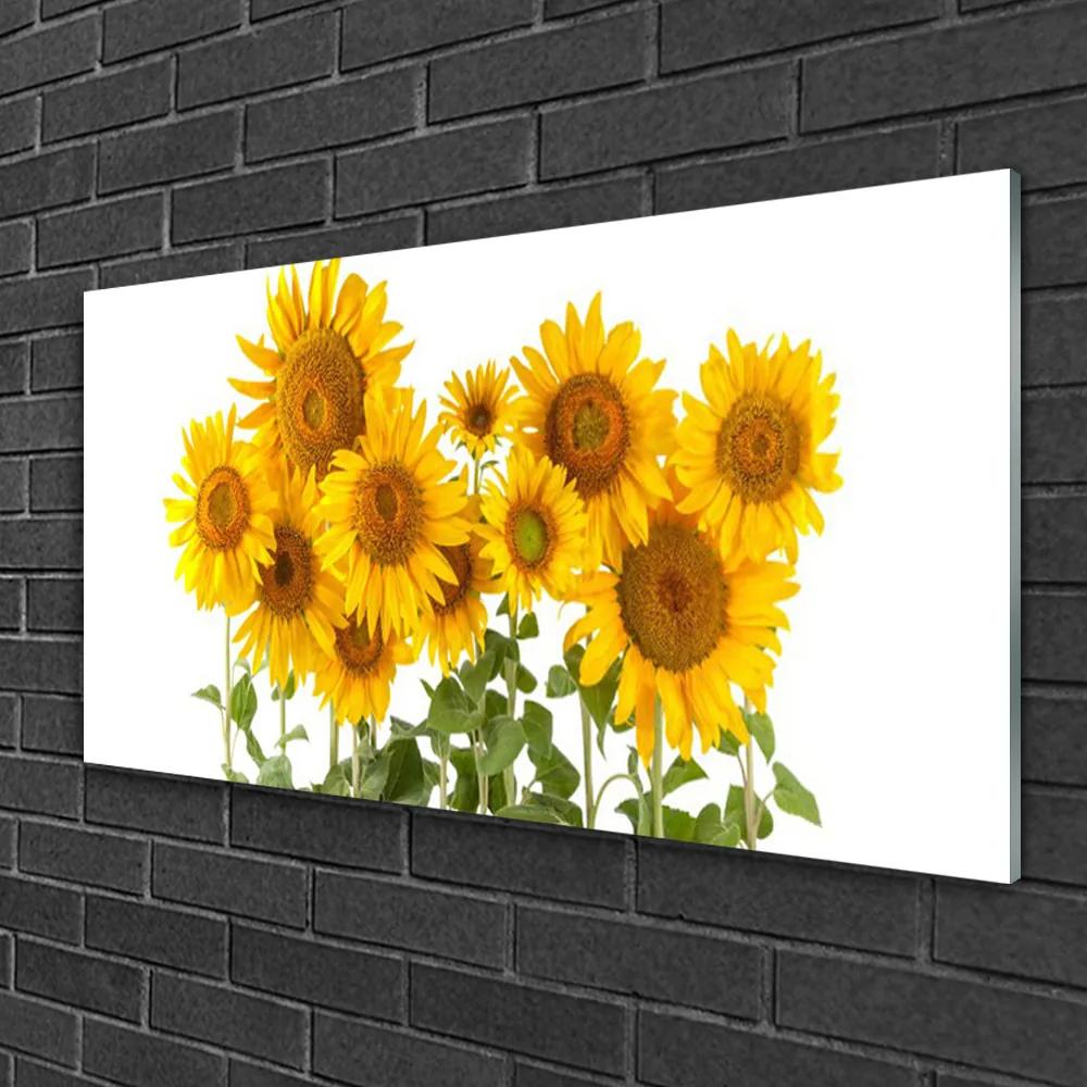 Obraz na skle Slnečnica 120x60 cm