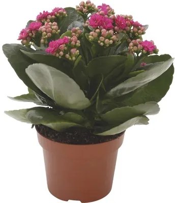 Kolopejka vďačná FloraSelf Kalanchoe 'Calandiva' 20-25 cm v kvetináči Ø 12 cm purpurová
