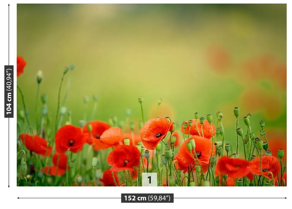 Fototapeta Vliesová Makové kvety 152x104 cm