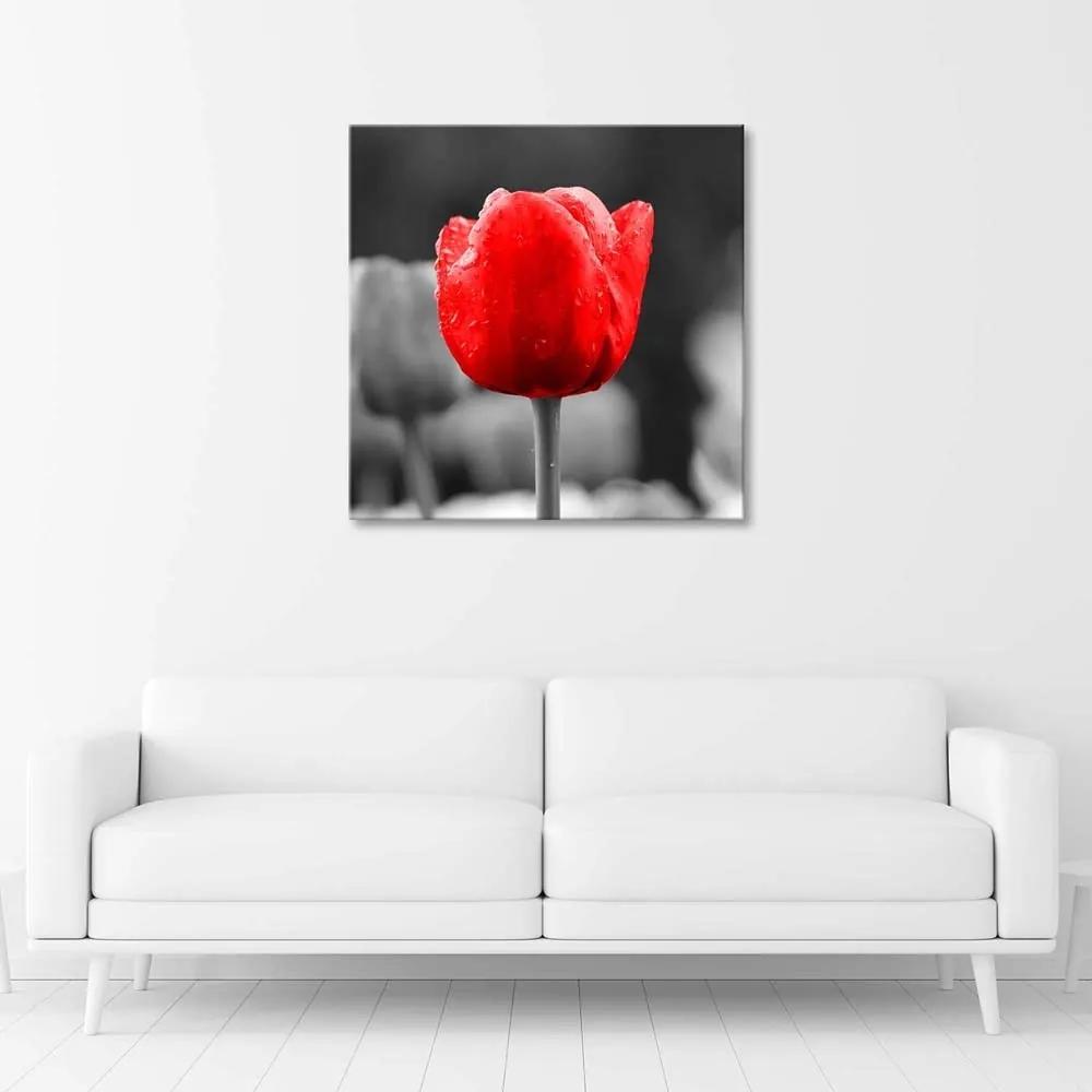 Obraz na plátně Květy červených tulipánů - 40x40 cm