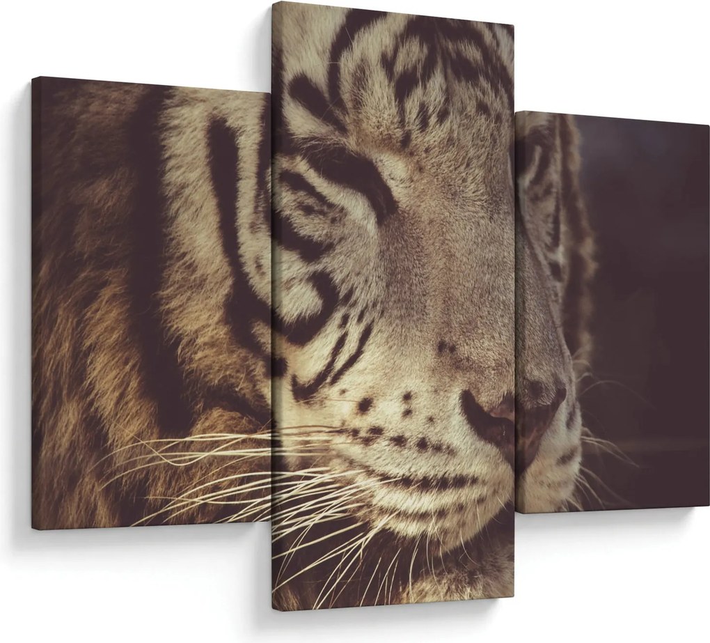 Obraz tigra (90x60 cm)