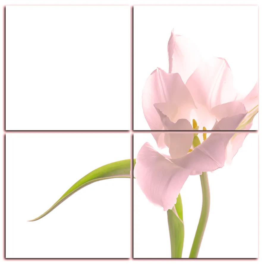Obraz na plátne - Tulipán - štvorec 381QD (60x60 cm)
