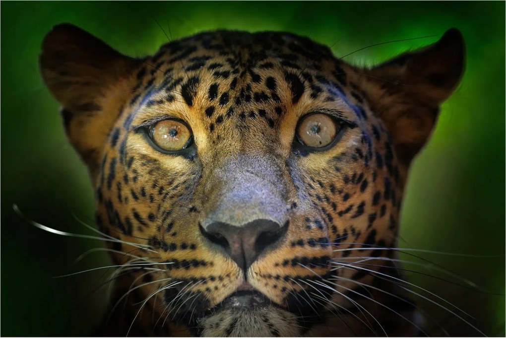 Obraz - Portrét leoparda, Sri Lanka (90x60 cm)
