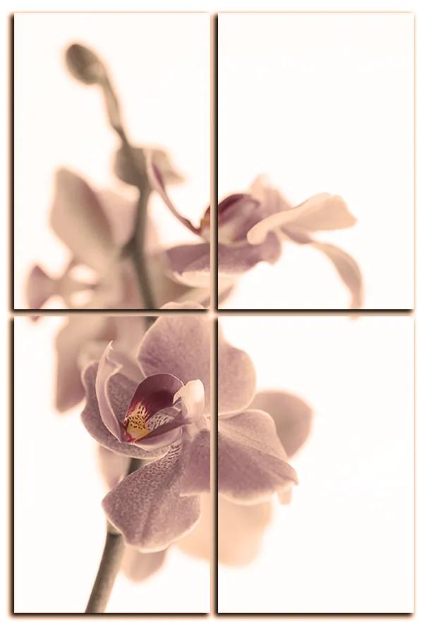 Obraz na plátne - Orchidea kvet izolovaná na bielom pozadí - obdĺžnik 7222FE (90x60 cm)