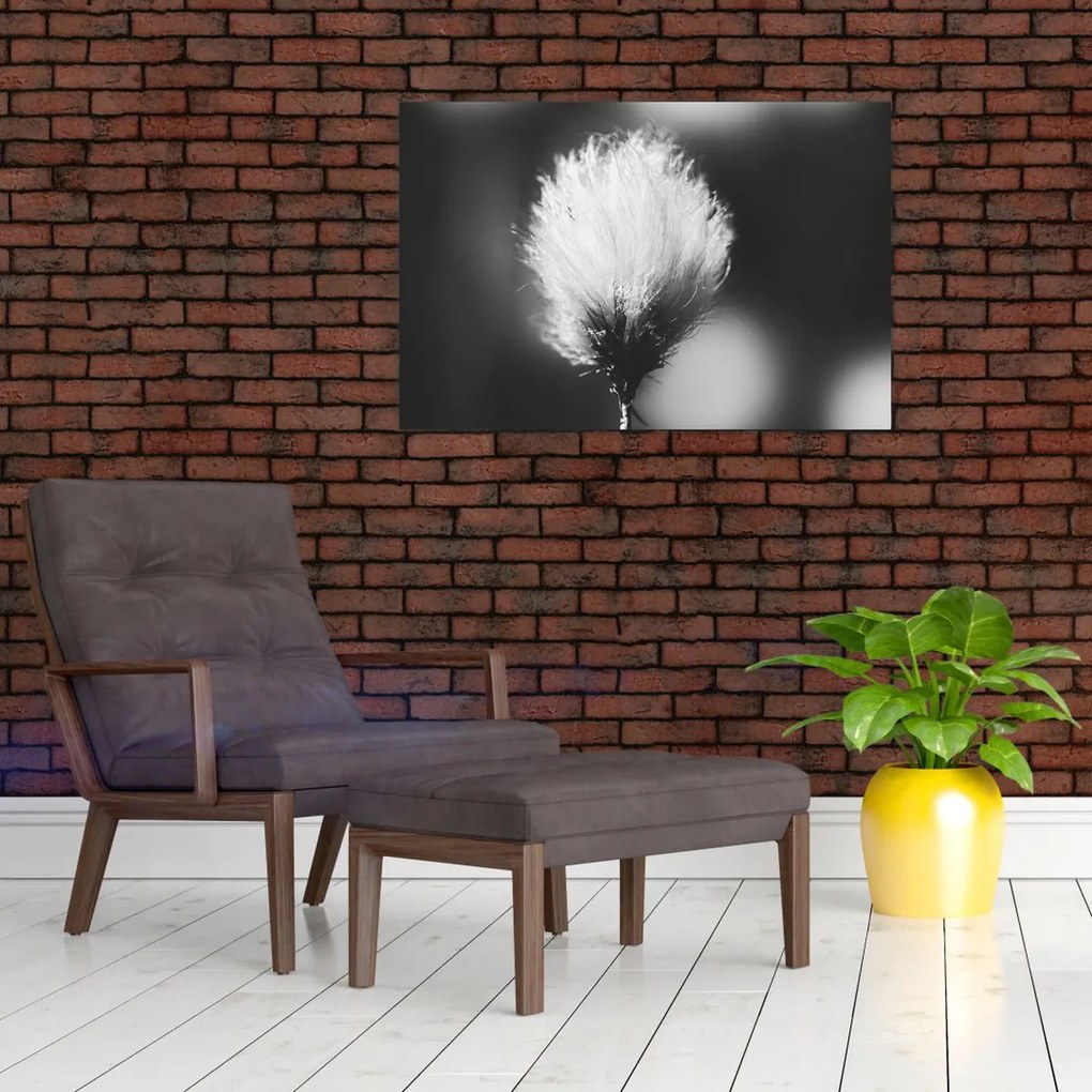 Obraz - Čiernobiely cottongrass (90x60 cm)