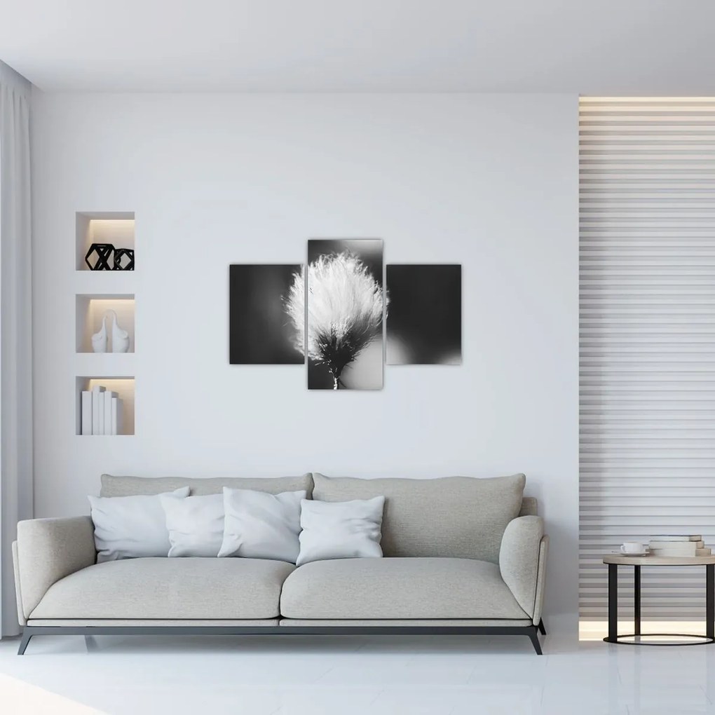 Obraz - Čiernobiely cottongrass (90x60 cm)