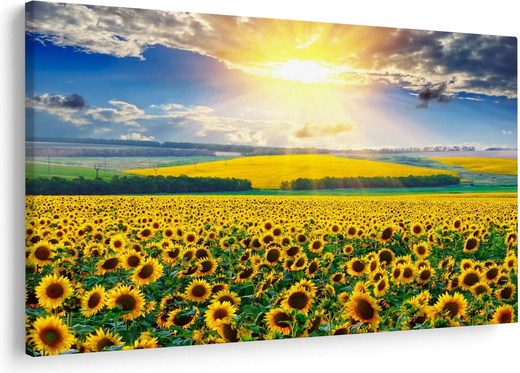 Obraz - Pole slnečníc (90x60 cm)