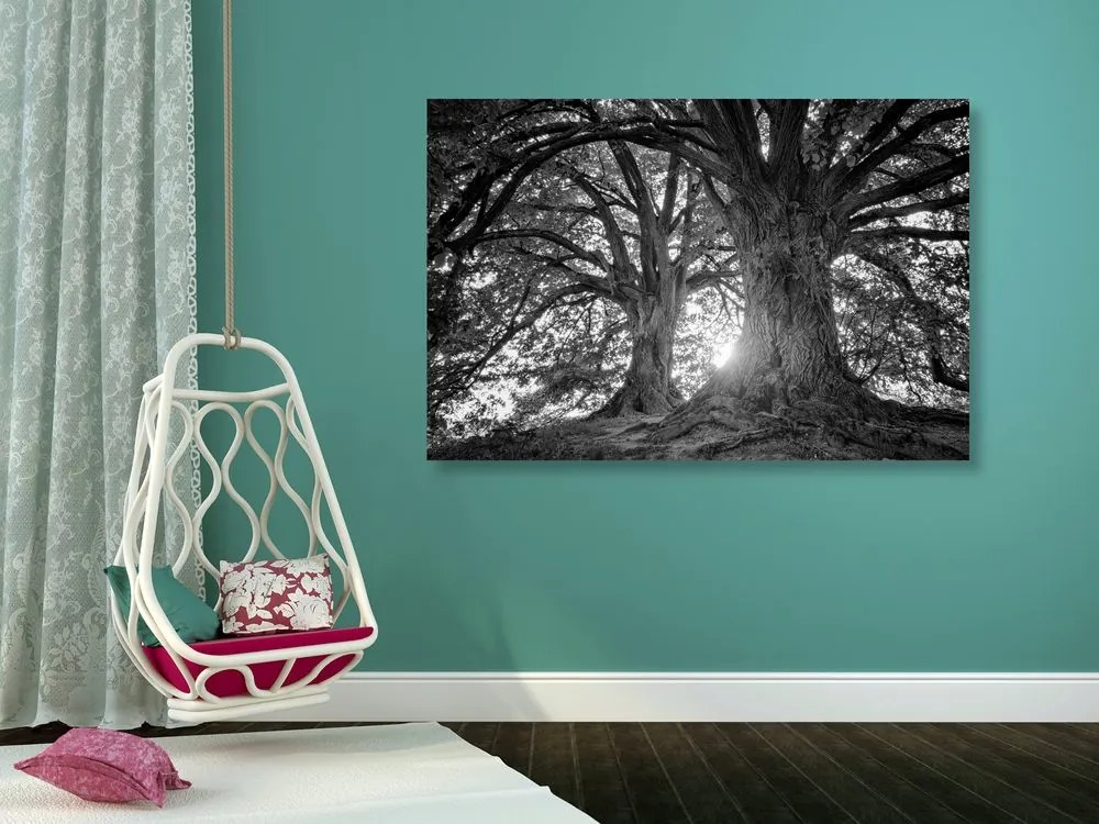 Obraz čiernobiele majestátne stromy Varianta: 120x80