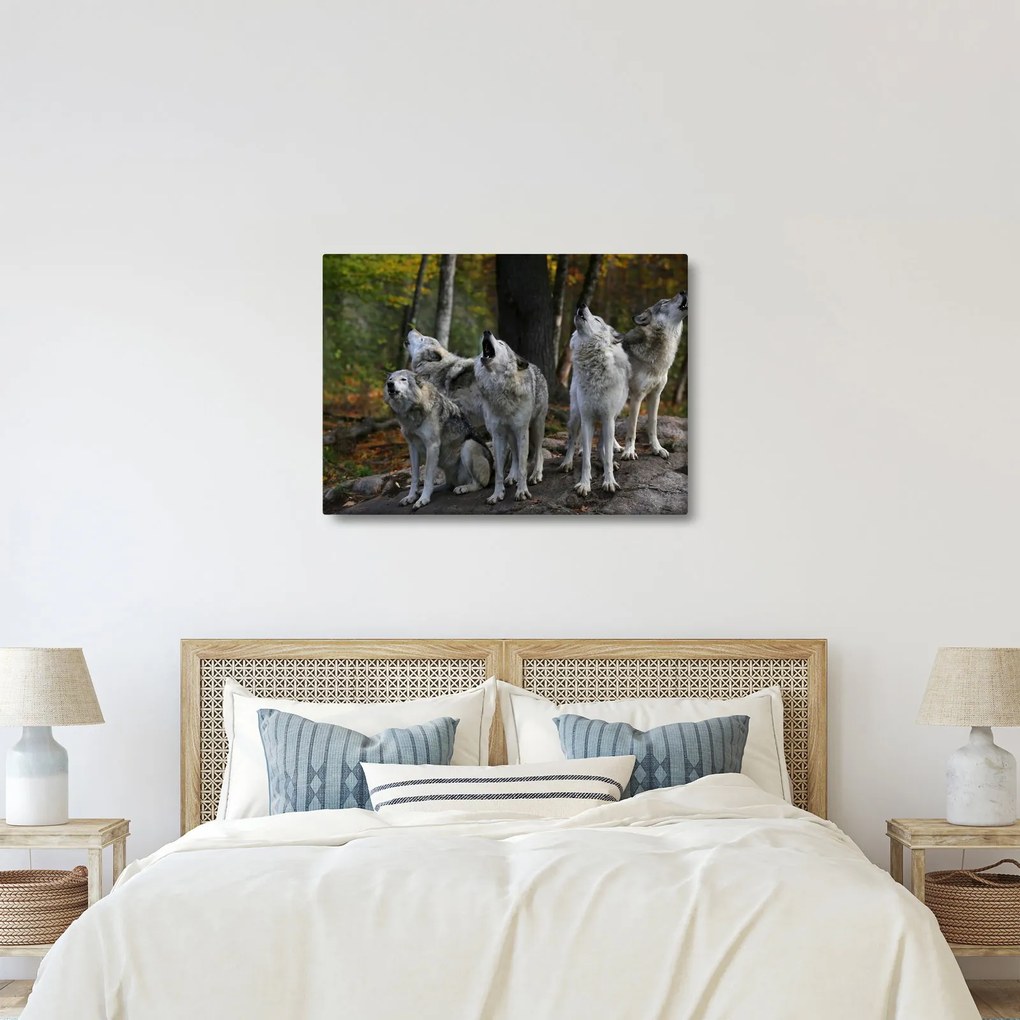 Obraz - Vlci na skale (70x50 cm)