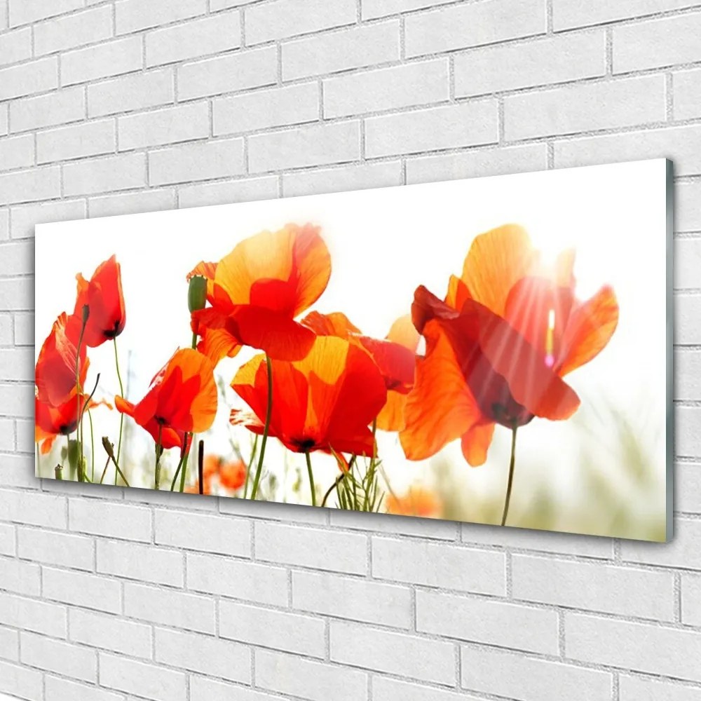 Obraz na akrylátovom skle Maky rastlina príroda 125x50 cm