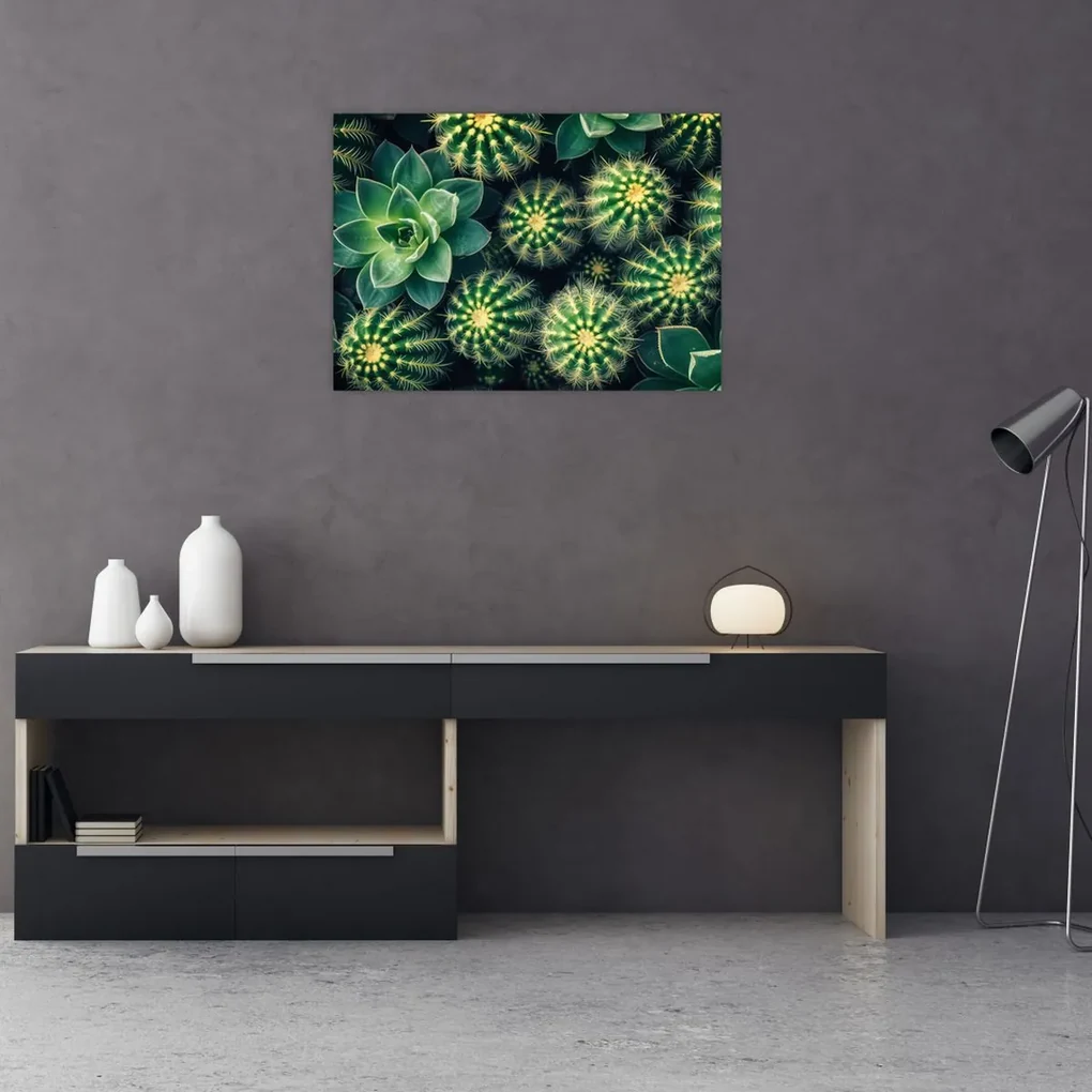 Obraz - Kaktusy (70x50 cm)