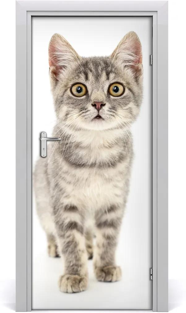 Samolepiace fototapety na dvere  sivá mačka