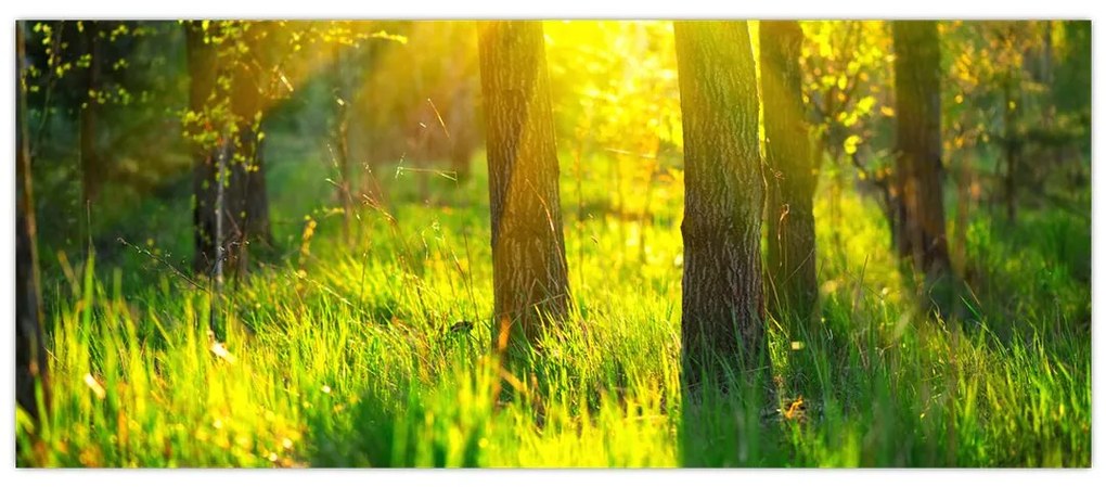 Obraz - Jarné prebúdzanie lesa (120x50 cm)
