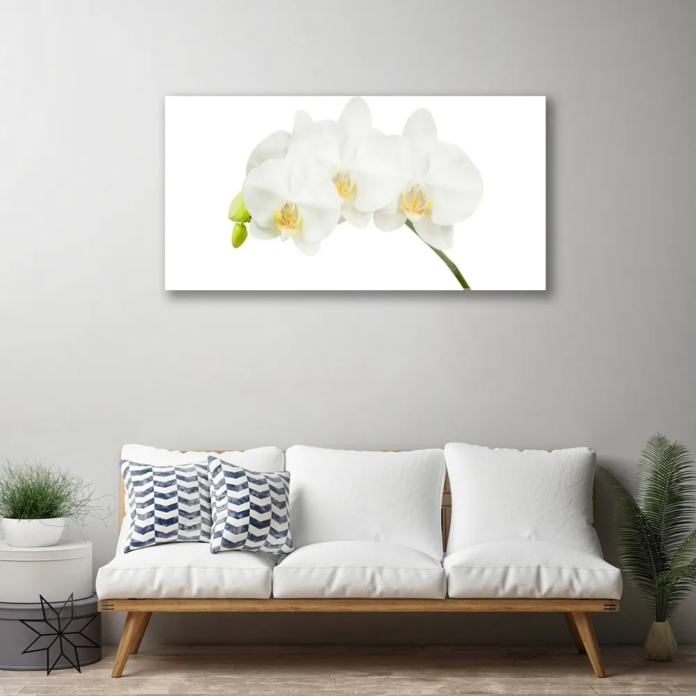 Obraz plexi Orchidea výhonky kvety príroda 100x50 cm