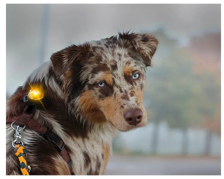LED svetlo na obojok Yellow – Orbiloc