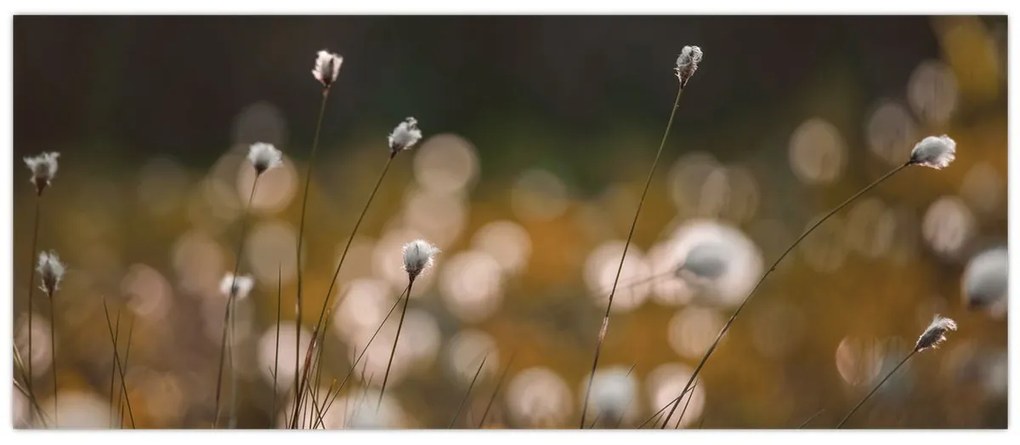 Obraz - Lúka s cottongrass N⁰2 (120x50 cm)