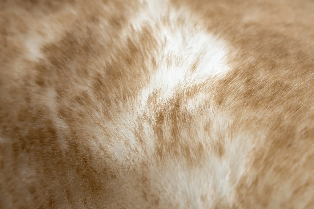 Koberec prateľný LAPIN Shaggy, hnedý/ slonová kosť