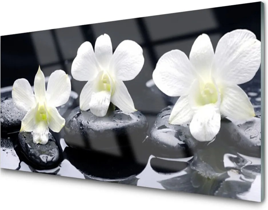 Obraz na skle Květ kameny rostlina