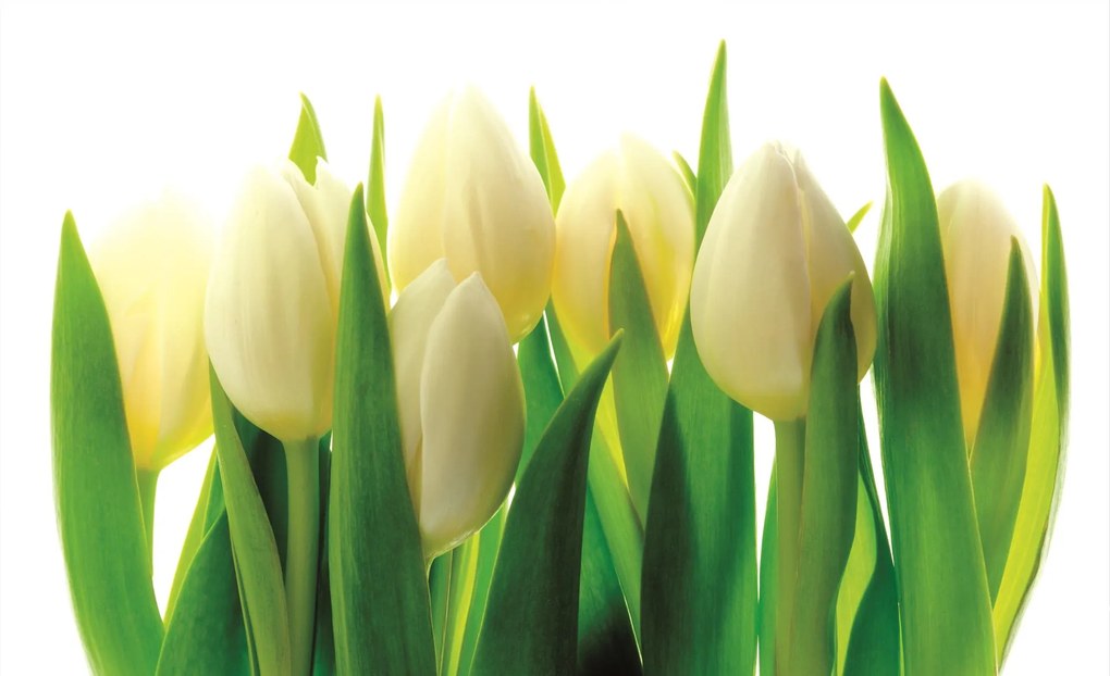 Fototapeta Biele tulipány papier 368 x 254 cm