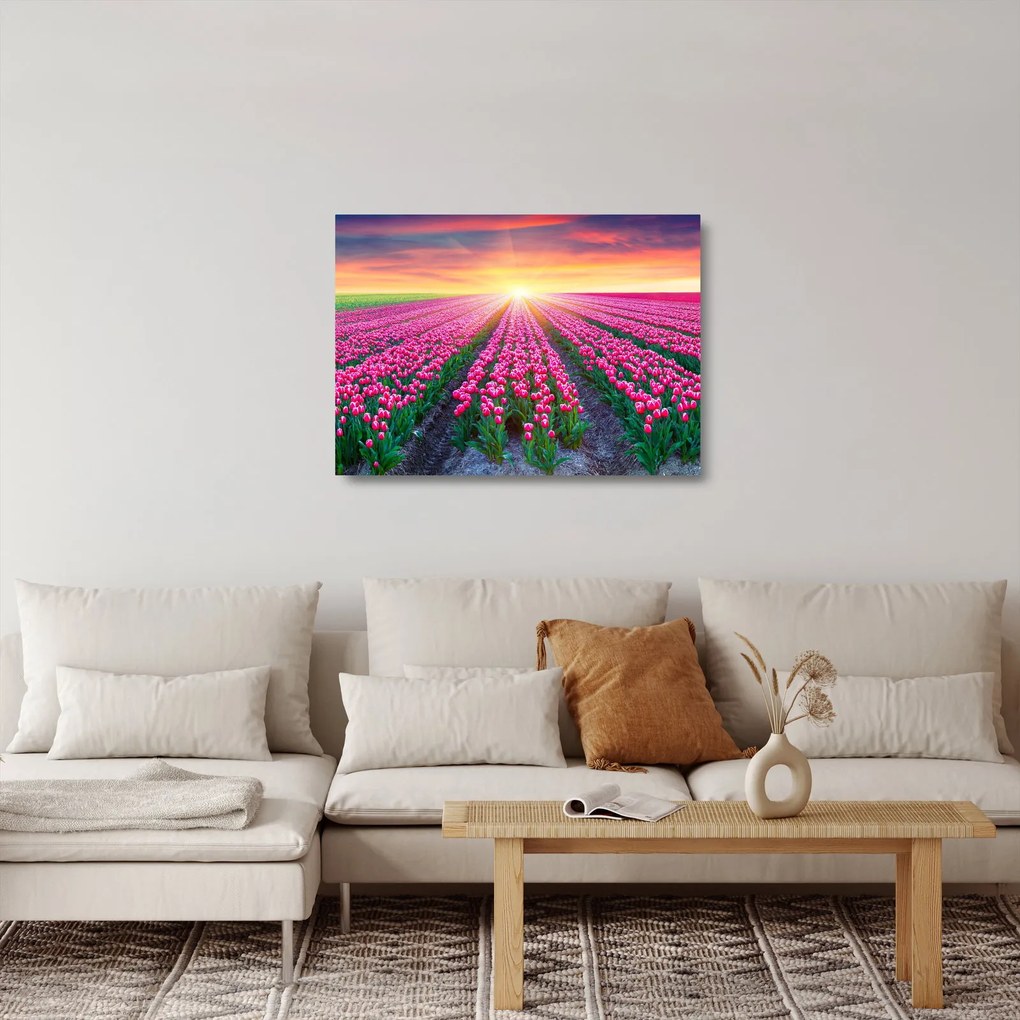 Sklenený obraz poľa tulipánov so slnkom (70x50 cm)