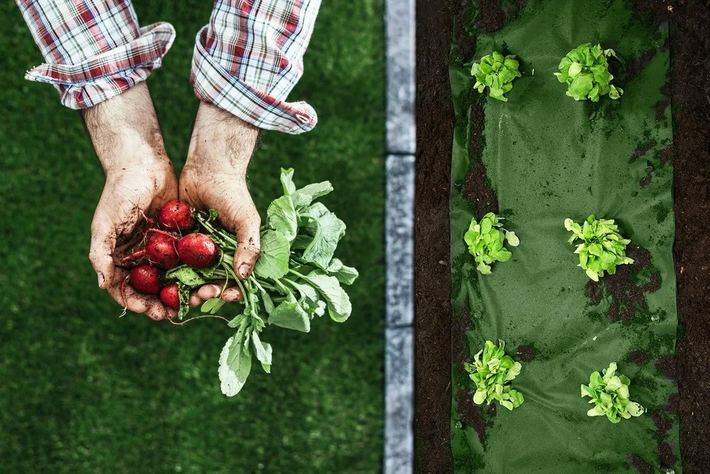 Agrotextília zelená 1,6x100 m Plonos 490200