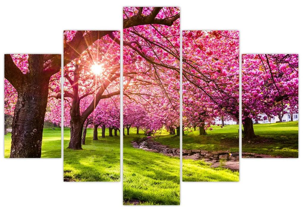 Obraz rozkvitnutých čerešní, Hurd Park, Dover, New Jersey (150x105 cm)