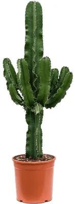 Euphorbia erytrea 25x125 cm