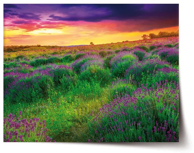 Sablio Plagát Levanduľové pole - 120x80 cm