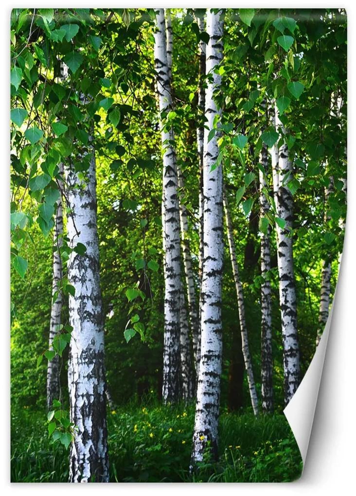 Fototapeta, Bříza lesní příroda - 150x210 cm