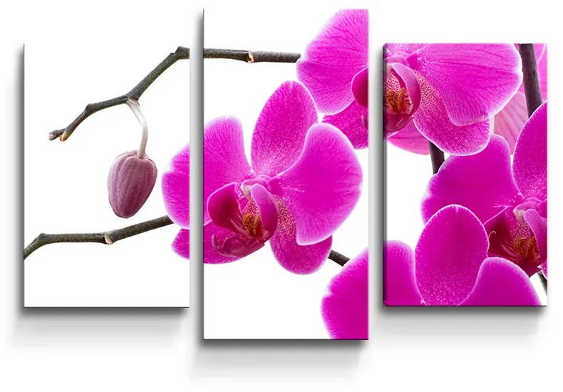 Sablio Obraz - 3-dílný Fialové Orchidey - 75x50 cm
