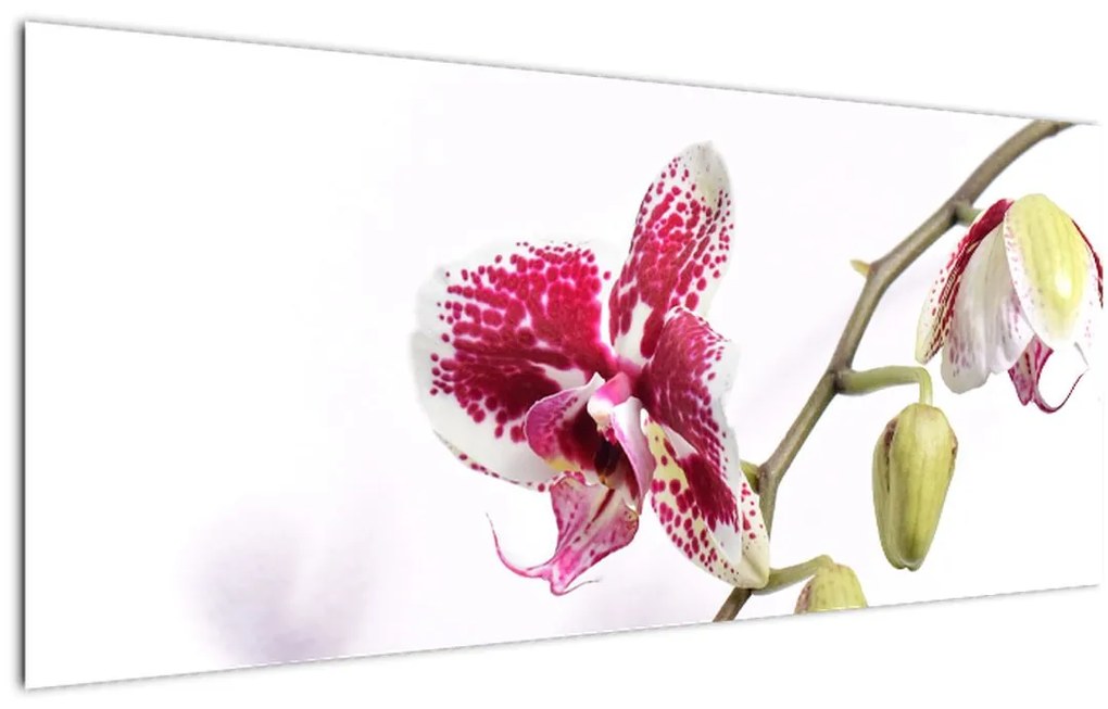 Obraz kvetu orchidey (120x50 cm)